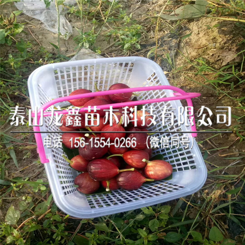 斯特拉無(wú)花果苗品種介紹、斯特拉無(wú)花果苗品種介紹