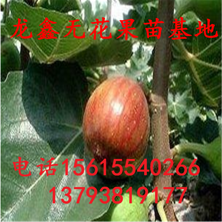 青皮無(wú)花果樹苗出售價(jià)錢、青皮無(wú)花果樹苗出售價(jià)錢