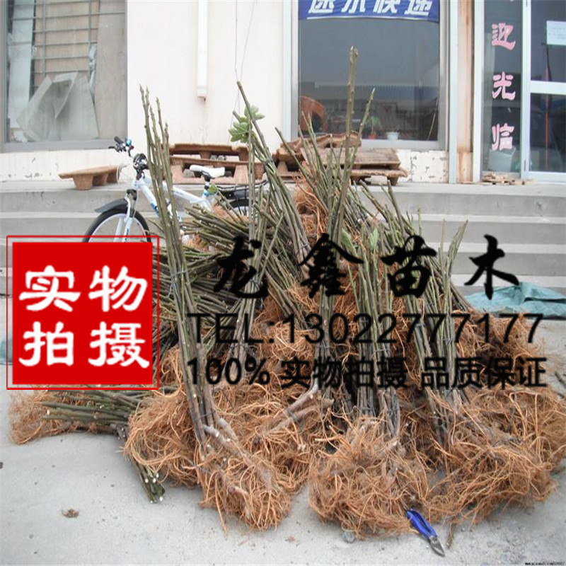 布蘭瑞克無花果苗一株多少錢、布蘭瑞克無花果苗一株多少錢