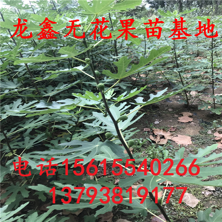 波姬紅無(wú)花果苗一畝地栽多少棵、波姬紅無(wú)花果苗一畝地栽多少棵