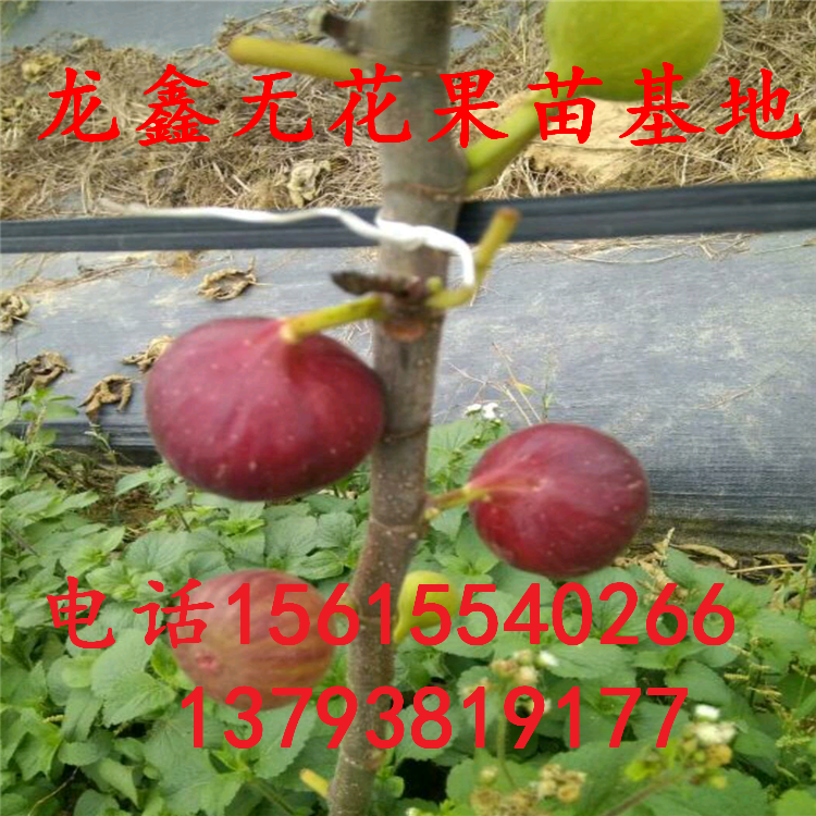 青皮無花果樹苗哪里有賣的、青皮無花果樹苗哪里有賣的