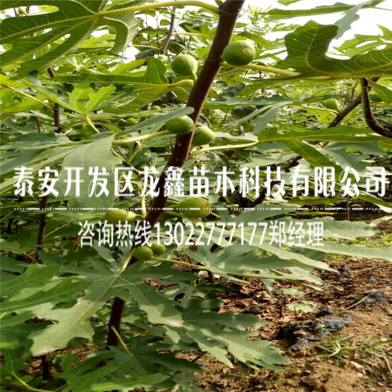 斯特拉無花果樹苗哪里有賣、斯特拉無花果樹苗哪里有賣