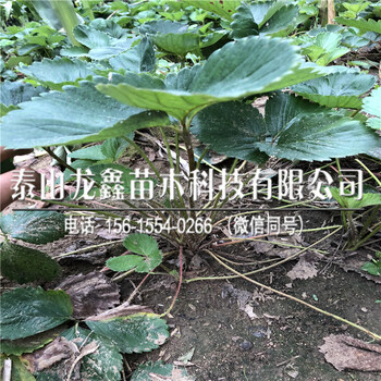 哪有章姬草莓苗价格、章姬草莓苗基地价格