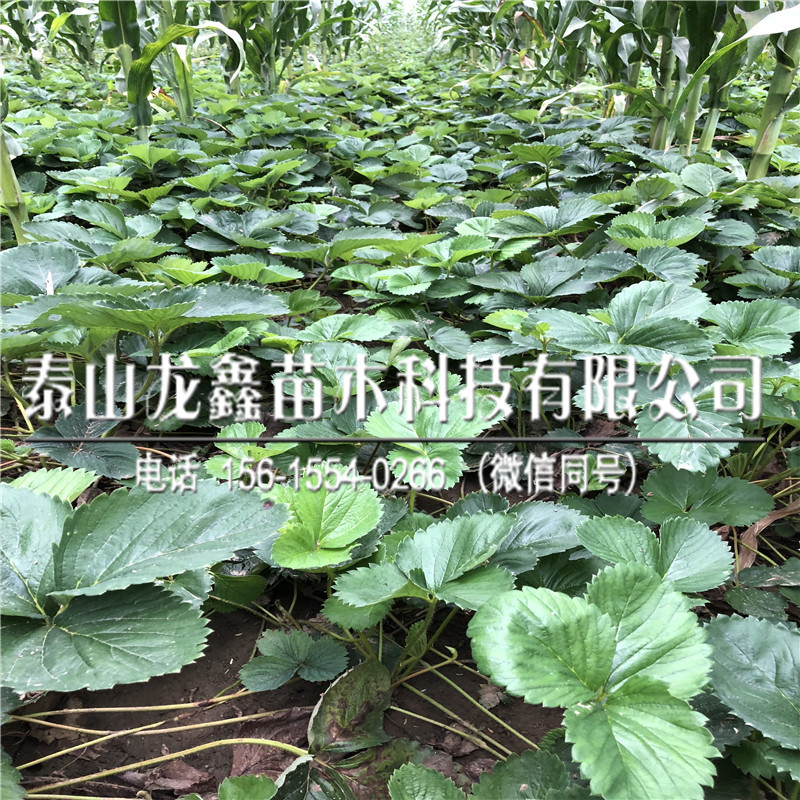 广西奶油草莓苗价格、奶油草莓苗价格怎么卖