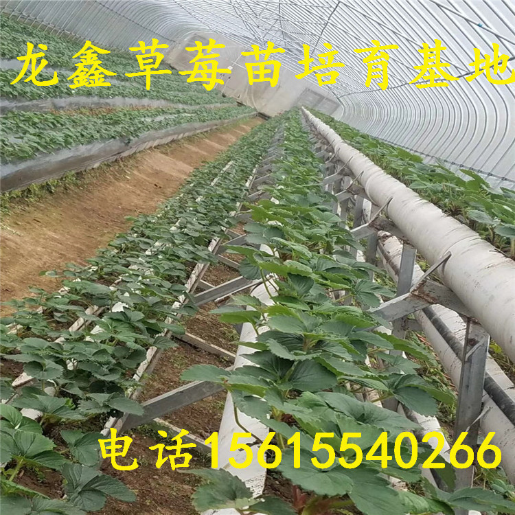 廣西章姬草莓苗價格、章姬草莓苗價格行情