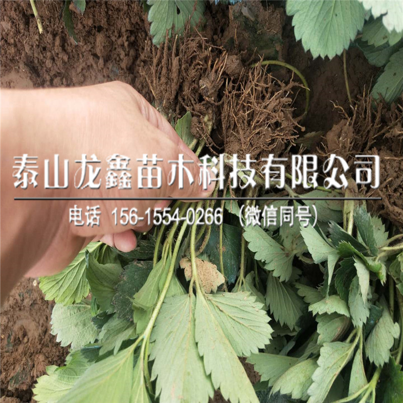 桃熏草莓苗脫毒圖片、桃熏草莓苗圖片
