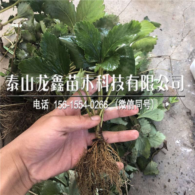 组培章姬草莓苗价格多少、章姬草莓苗价格多少