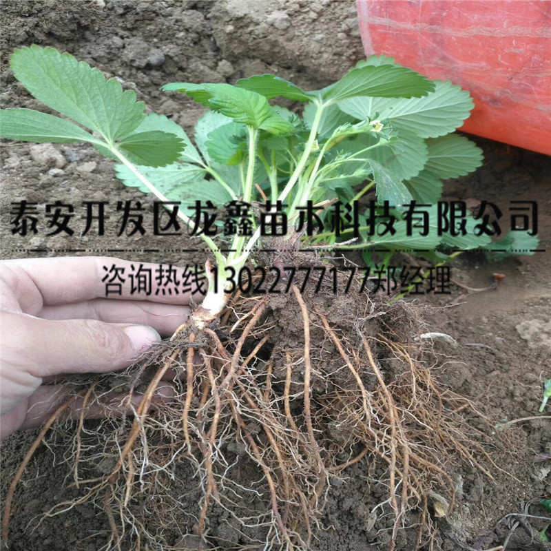 云南奶油草莓苗价格、奶油草莓苗行情多少钱