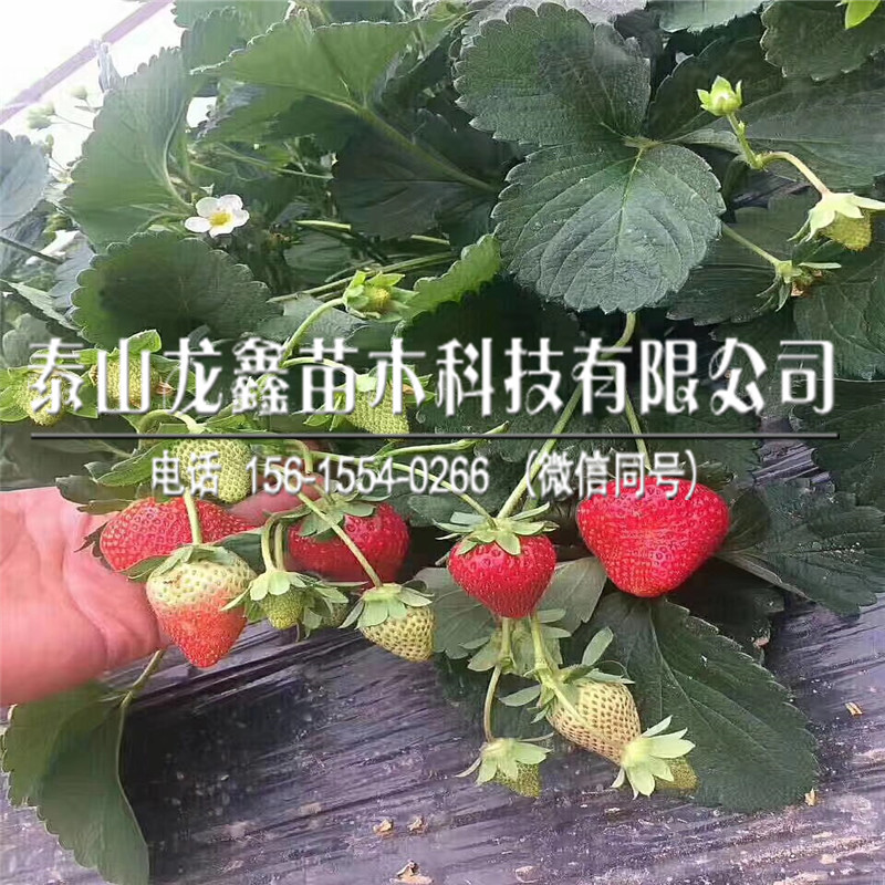 红颜草莓苗脱毒一亩地栽植多少棵、红颜草莓苗一亩地栽植多少棵