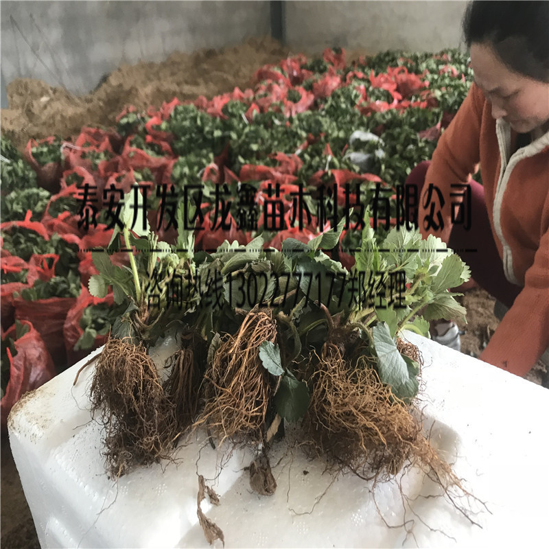 種植紅顏草莓苗價格、紅顏草莓苗基地價格