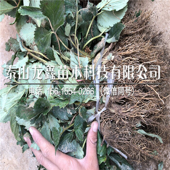 组培红颜草莓苗种植技术、红颜草莓苗种植技术