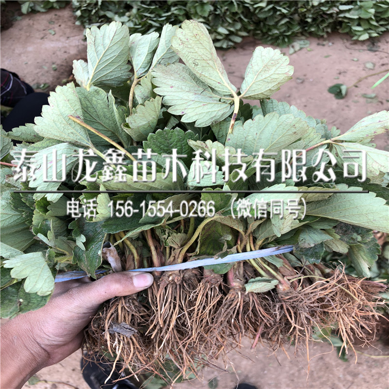 组培奶油草莓苗一株多少钱、奶油草莓苗一株多少钱