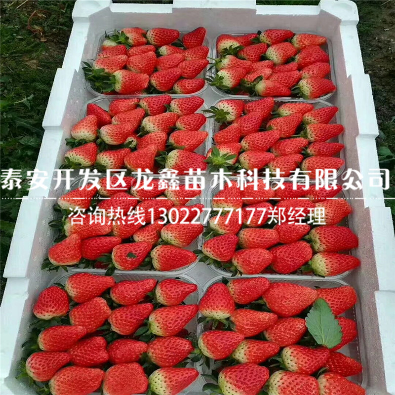 云贵川白雪公主草莓苗价格、白雪公主草莓苗行情多少钱