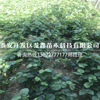 产地小白草莓苗价格、小白草莓苗出售价格