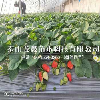 貴州奶油草莓苗價格、奶油草莓苗價格及報價