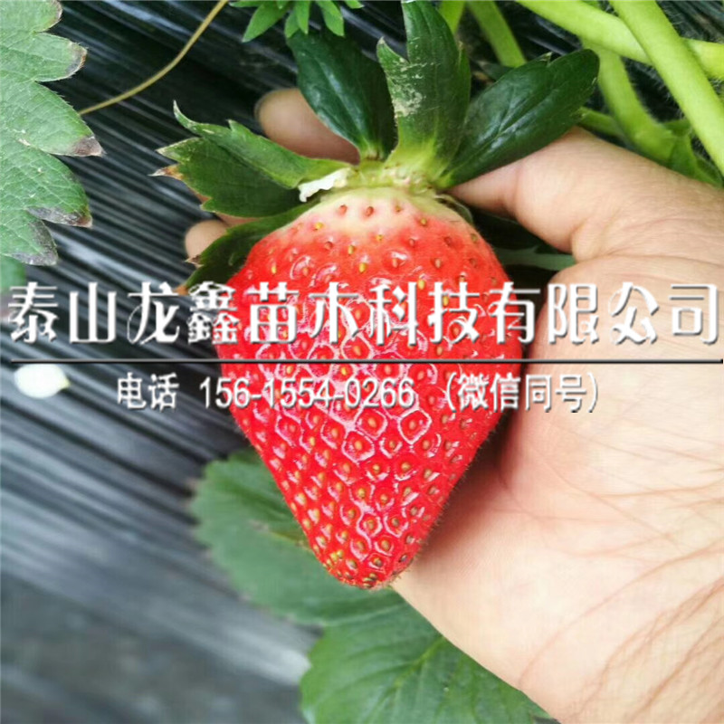 红颜草莓苗脱毒一亩地栽植多少棵、红颜草莓苗一亩地栽植多少棵