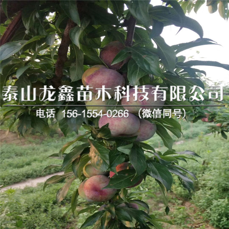 蜂糖李子樹苗、蜂糖李子樹苗簡介