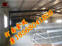 自动化养鸡设备新疆金凤鸡笼养殖设备厂3列3层蛋鸡饲养设备图片4