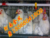 自動化養雞設備南京金鳳雞籠簡易型疊層式籠養設備G28養雞專用