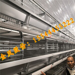 衢州西平金凤鸡笼JF种鸡养殖设备立体式最新消息