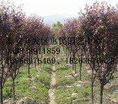山东泰安0.5-8公分紫叶李红叶李绿化苗销售中心