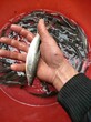 出售大鳞鲃淡水银鳕鱼苗量大从优天贵水产
