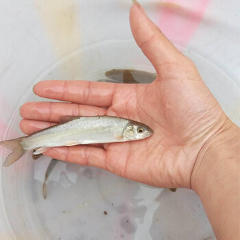 雅鱼鱼苗如何养殖鲜活水产整鱼特种鱼批发供应