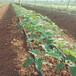  Video of drip irrigation technology for fruit trees in mudanjiang