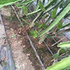 雙橋果樹滴灌管安裝農田果園水利灌溉設施果園滴灌管