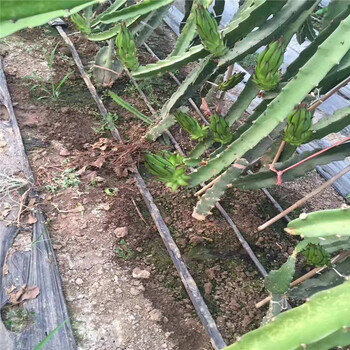 鸡西果树灌溉系统水罐农田果园水利灌溉设施果园滴灌管