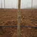 昆明果树灌溉微喷头农田果园水利灌溉设施果园滴灌管