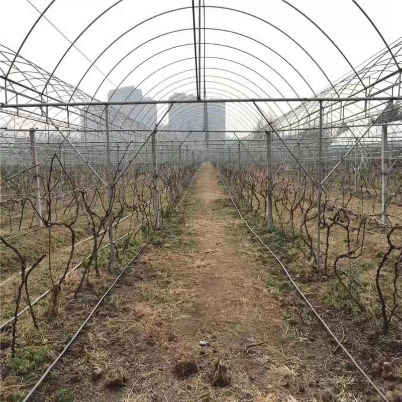 酒泉果树滴灌技术视频农田果园水利灌溉设施果园滴灌管