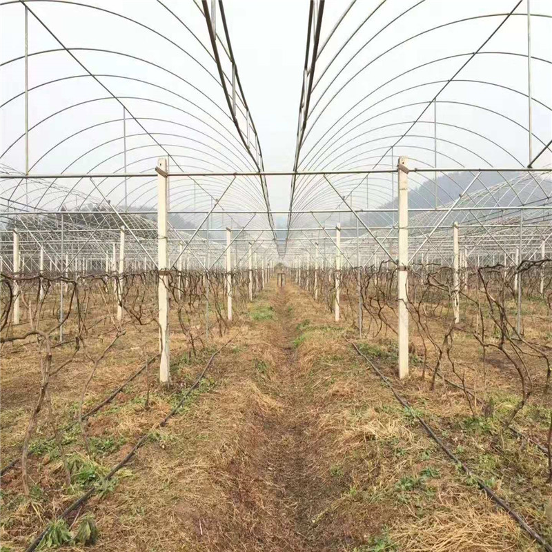 通州果树滴灌设计方案农田果园水利灌溉设施果园滴灌管