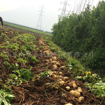 圣泰牌红薯收获机厂家许昌多功能收获机效果较好