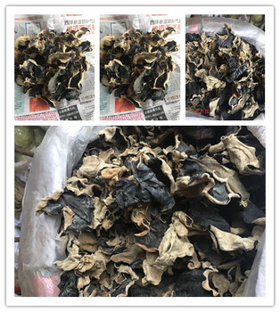 洪安批發(fā)部供應(yīng)石木耳批發(fā)石木耳價(jià)格石耳散裝銷售