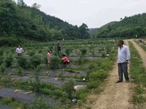 农用除草布现货供应南宫市等地图片3