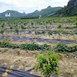 河北石家庄开发区花卉果园防草布厂家防草布价格图片4