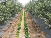 河北石家庄开发区花卉果园防草布厂家防草布价格图片1