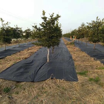 防草布润泽品牌除草布抑草布果树黑色园艺地布河北石家庄无极县