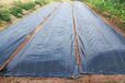 黑色防草布可用于室内或室外园艺地布可以降低土壤温度