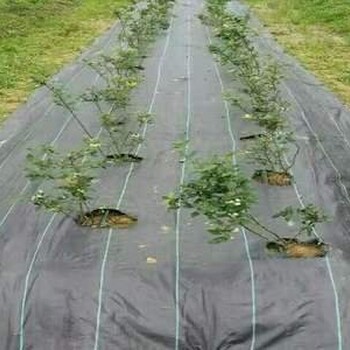 黑色防草布價格農(nóng)用除草布質(zhì)量防草布地釘廠家
