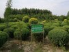 宁夏银川大量出售各种苗木