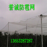 厂家大量生产供应冰雹网果园防雹网苹果树防雹网图片3