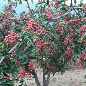 韩城市哪里有无刺花椒种子无刺花椒苗，狮子头大红袍花椒苗