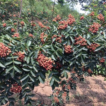 大紅袍花椒樹苗在貴州可不可以在還有云南四川韓城大紅袍