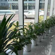 绿植盆栽销售，办公室绿植租赁，花卉绿植养护