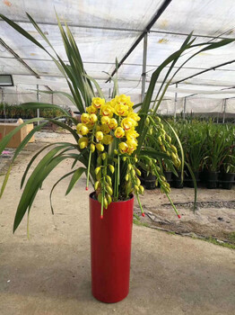 室內(nèi)外綠色植物租賃及辦公室綠化租擺-盆栽銷售