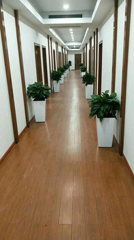 蘇州綠植租擺、鮮花盆栽租賃、綠植綠化護(hù)理、植物出售