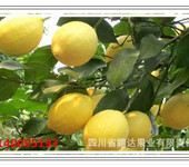安岳柠檬黄柠檬鲜果柠檬干片厂家鹏达柠檬