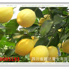 安岳柠檬黄柠檬鲜果柠檬干片厂家鹏达柠檬图片